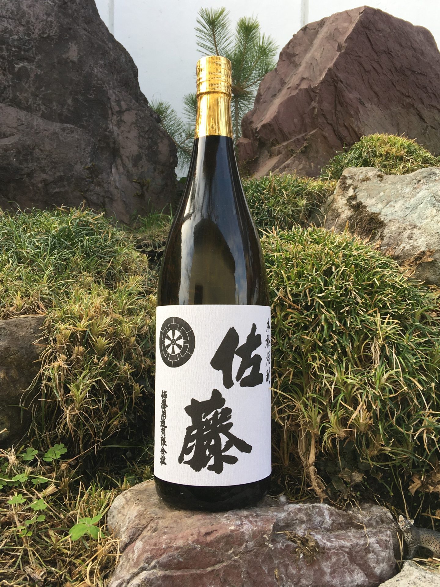 satoh_shiro01-1.jpg
